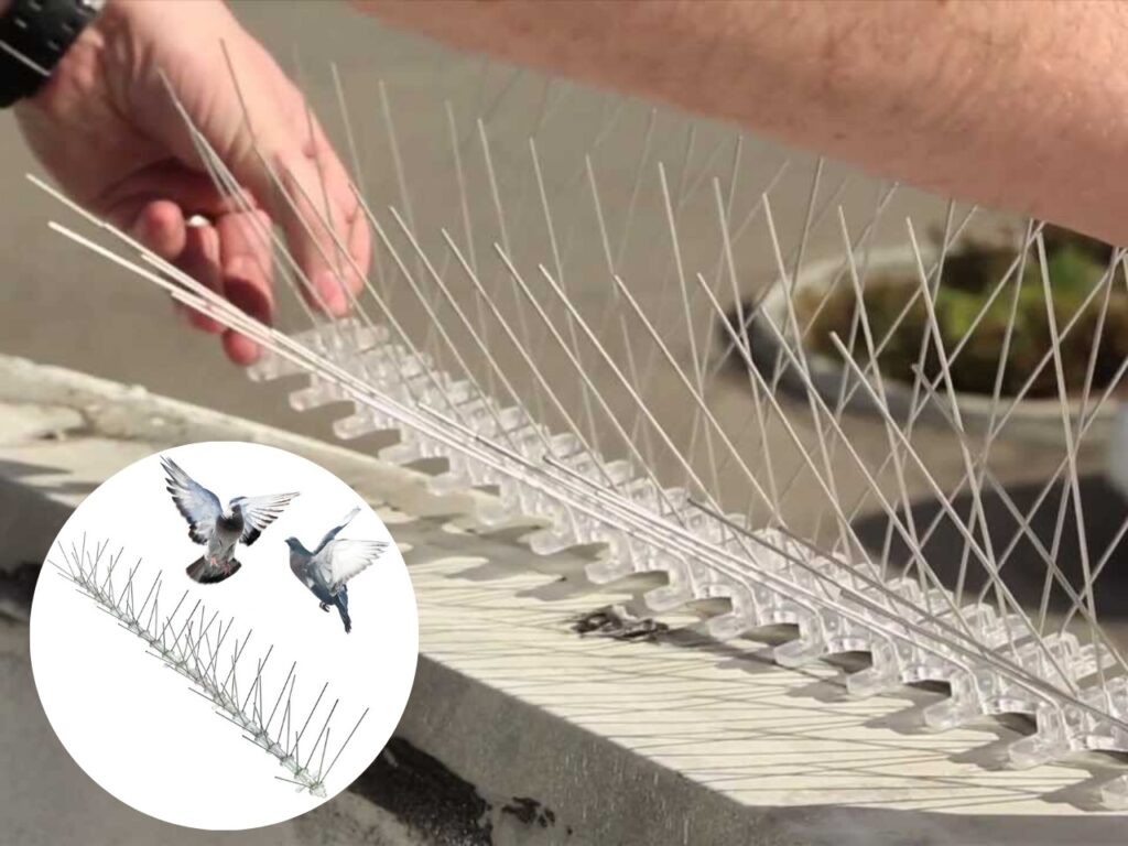 Bird Spikes Image